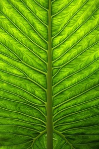 东西部明星赛震撼举行，全明星梦幻对决